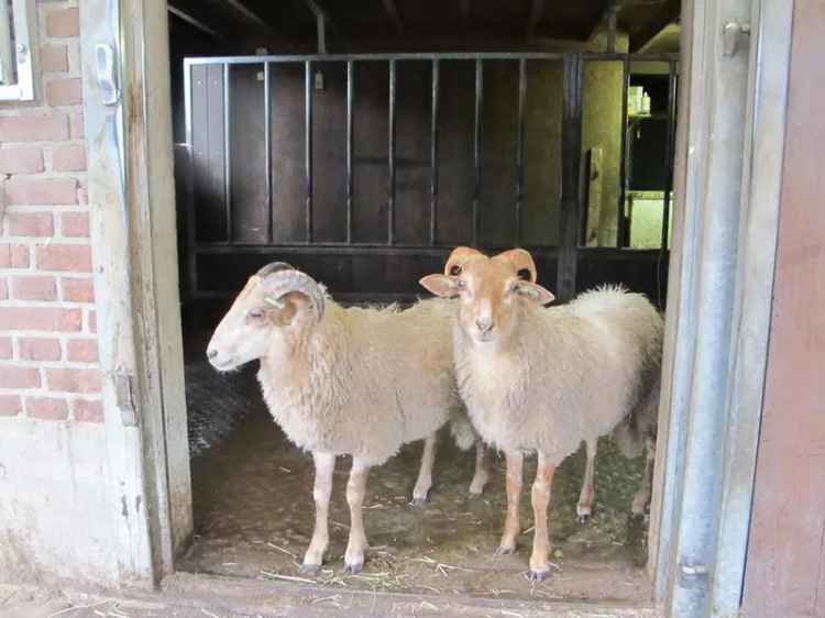 Ruime Woonboerderij nabij Stroe met Paardenstal en Kantoor