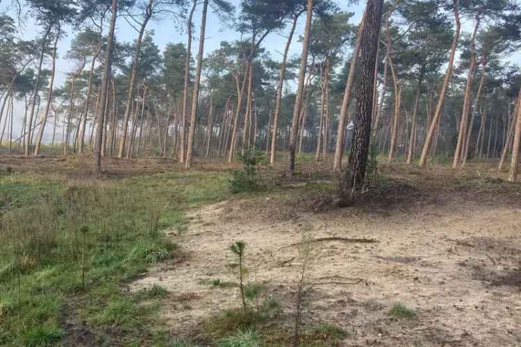 Bosgrond te Koop Overloon - 36575m² - Natuurherstel Duurzaam Houtkap Belegging