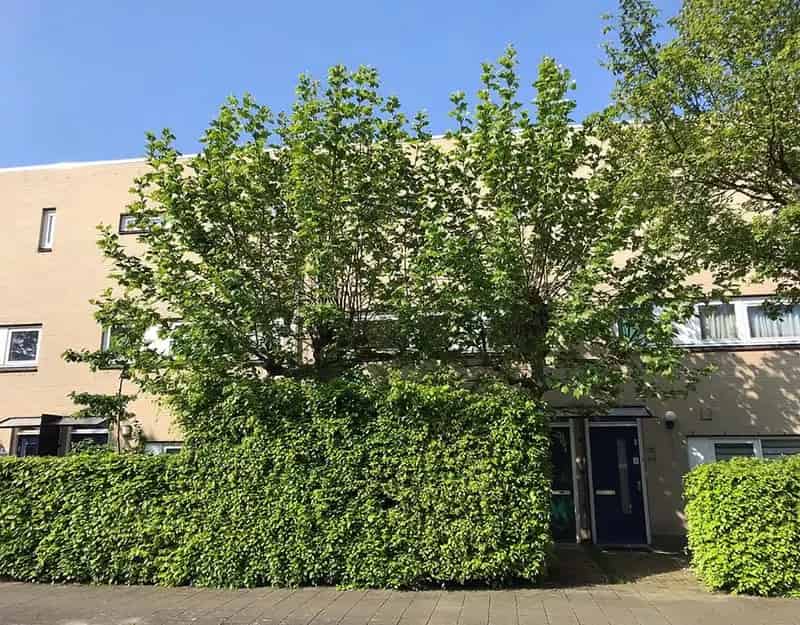 Moderne Tussenwoning Breda Westerpark 3 slaapkamers Energielabel B