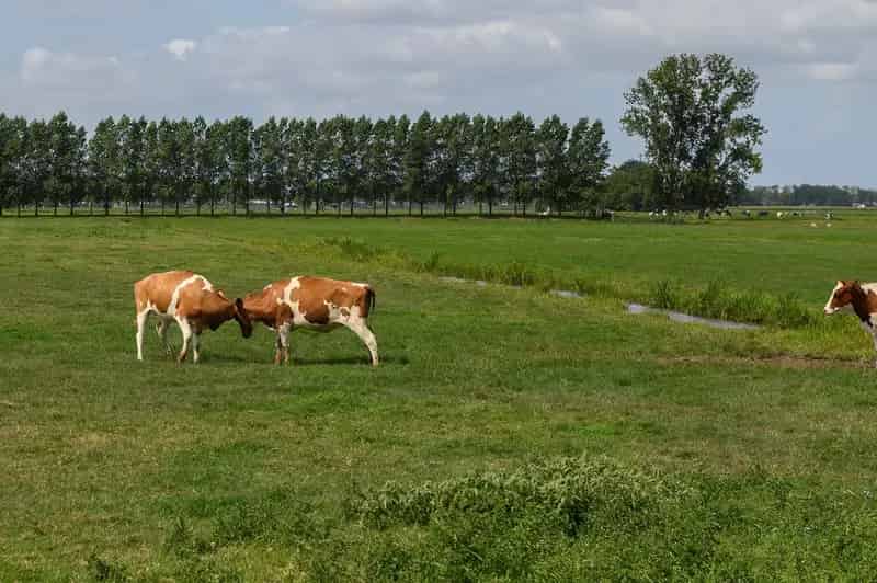 Appartement te koop: Malachiet 23 3641 XP Mijdrecht | Funda