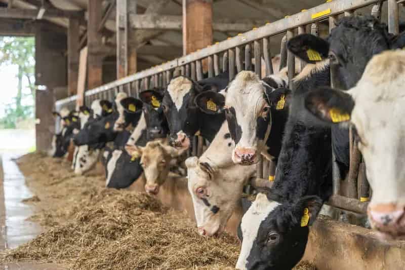 Jongveebedrijf te koop Rucphen 565 hectare