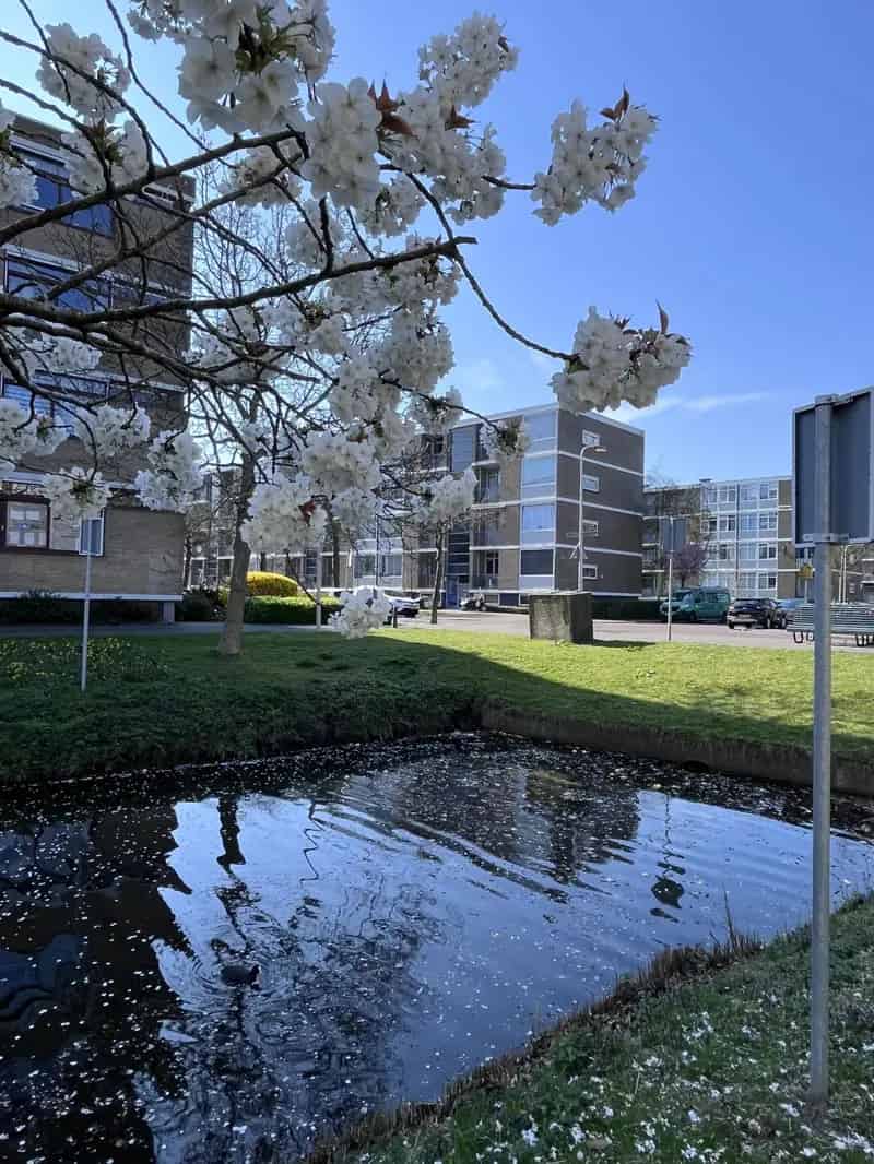 3-kamerappartement Den Haag Zwaardvegersgaarde