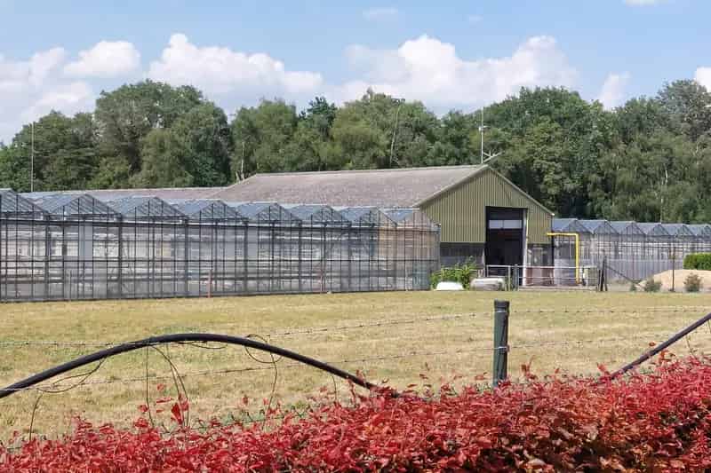Glastuinbouwbedrijf te huur Velden 11100m2