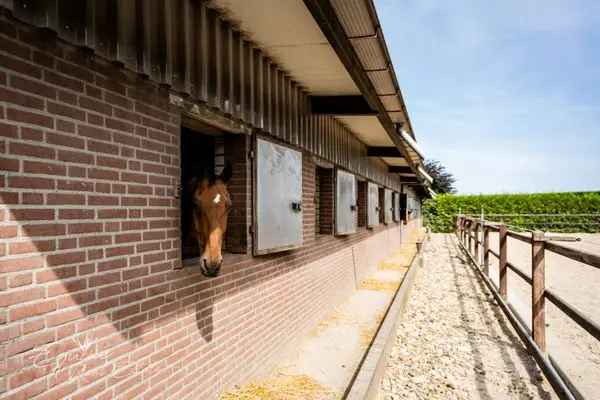 Luxe Paardenaccommodatie Groesbeek - 48 Stallen Binnen en Buitenpistes
