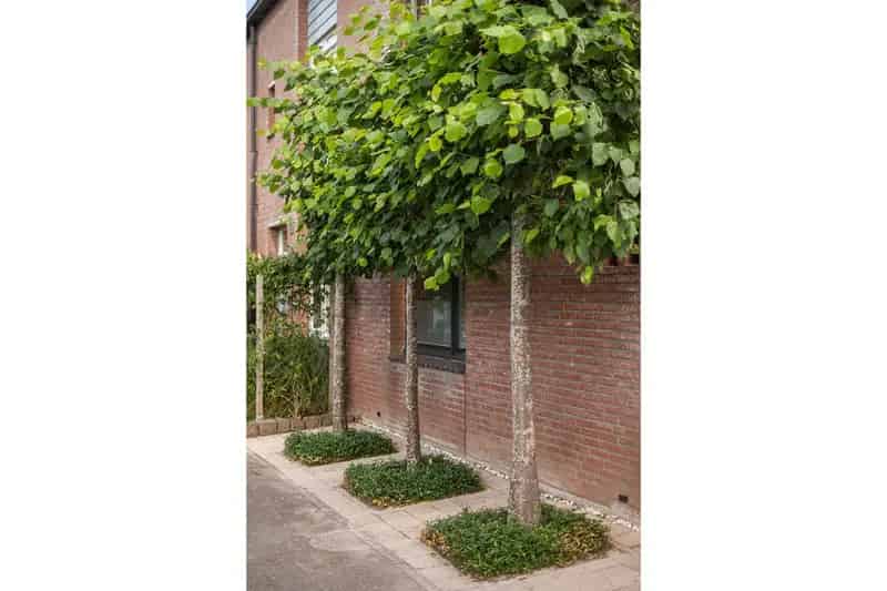 Hoekwoning Westenholte 5 slaapkamers zonnige tuin