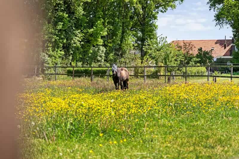 Huis Te Koop , 36, Welsummerweg, Dalfsen, Overijssel
