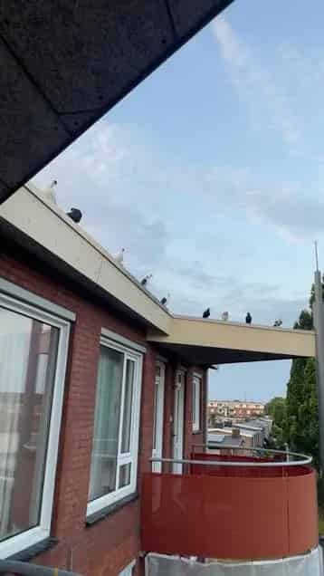 Jonge Sierduiven te Koop