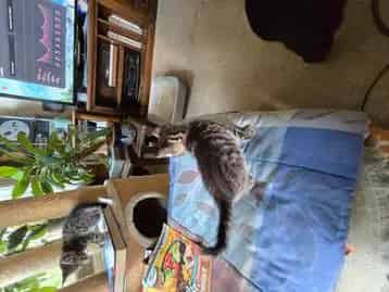 Lieve Speelse Kittens Zoeken Nieuw Thuis