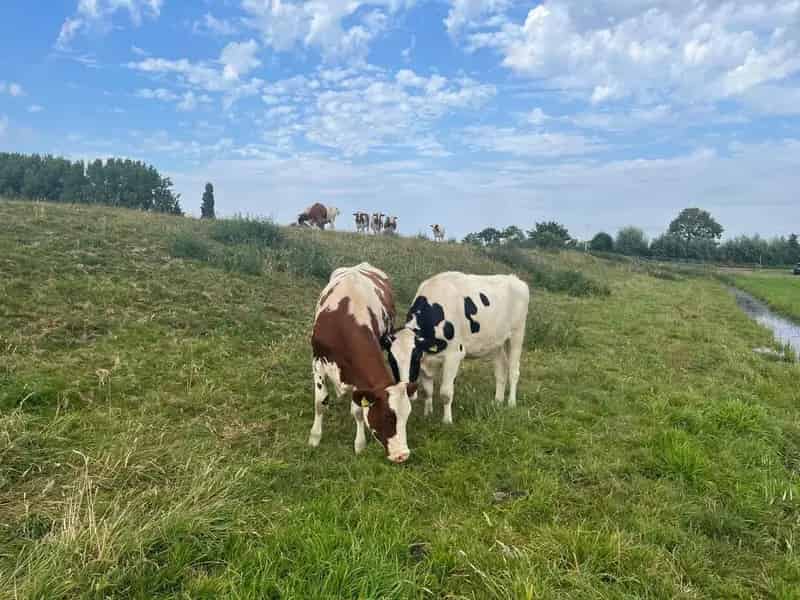 Agrarische grond Woubrugge | Zoek agrarische grond te koop: Oudendijkseweg 2481 KE Woubrugge 