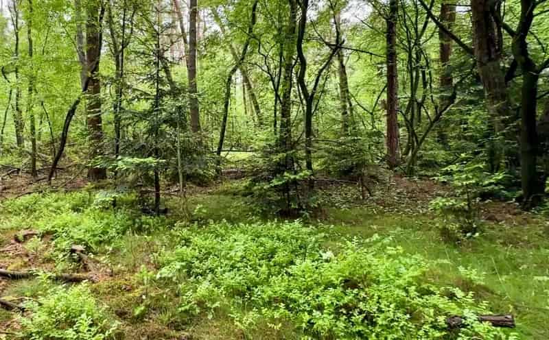 Bosperceel Holterberg 19800m2 Te Koop