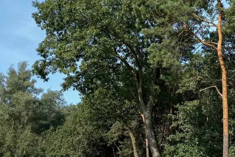 Agrarische Grond Maasbree 45 hectare Voedselbos