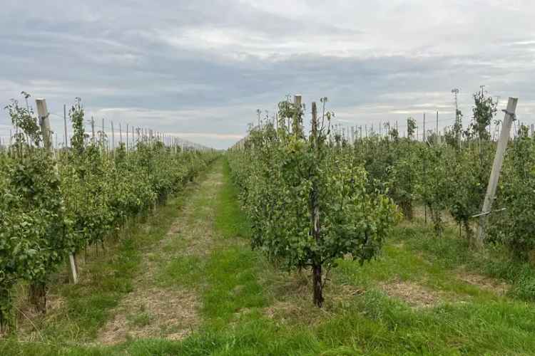 Agrarische grond Dreumel | Zoek agrarische grond te koop: Van Heemstraweg 6621 KL Dreumel [funda in business]