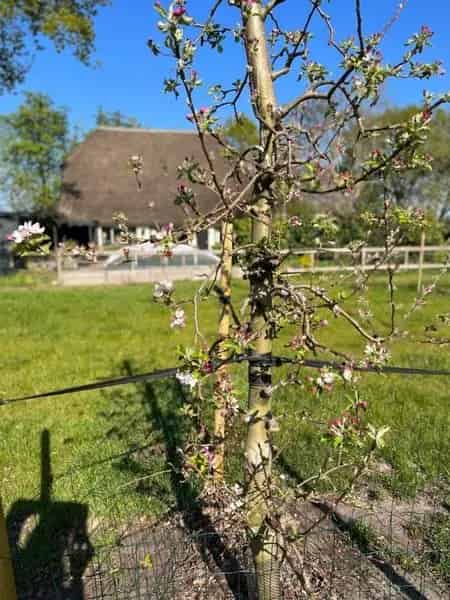 Woonboerderij met Zwembad en Paardenstallen te Huur Gees