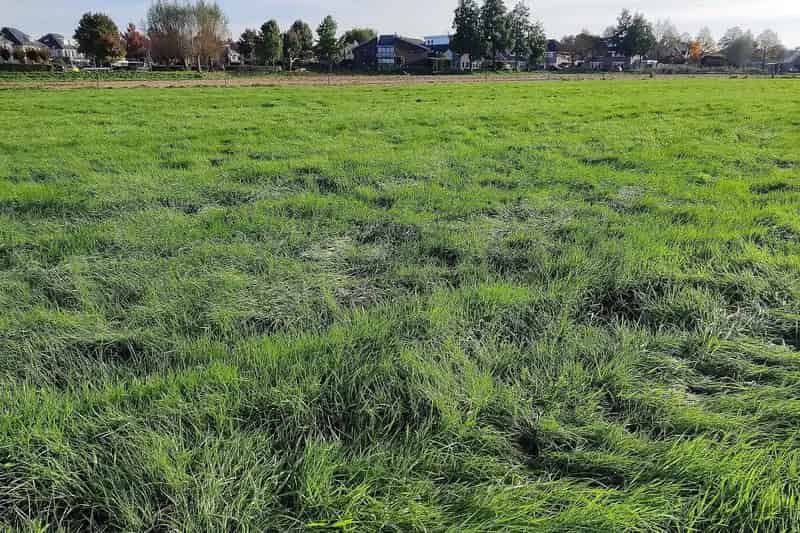 Agrarische Grond Hattem 1 Hectare Te Koop Nabij Zwolle