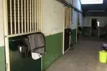 5000m2 Bedrijfsruimte te Huur in Veghel met Paardenstallen