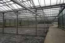 Bedrijfsruimte te Huur Aalsmeer 3000-9200 m2 Opslag Kassengebouw