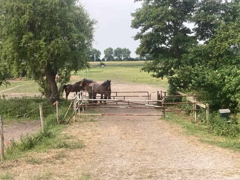 Agrarische Grond Hoek van Holland 38 hectare Paardenweide