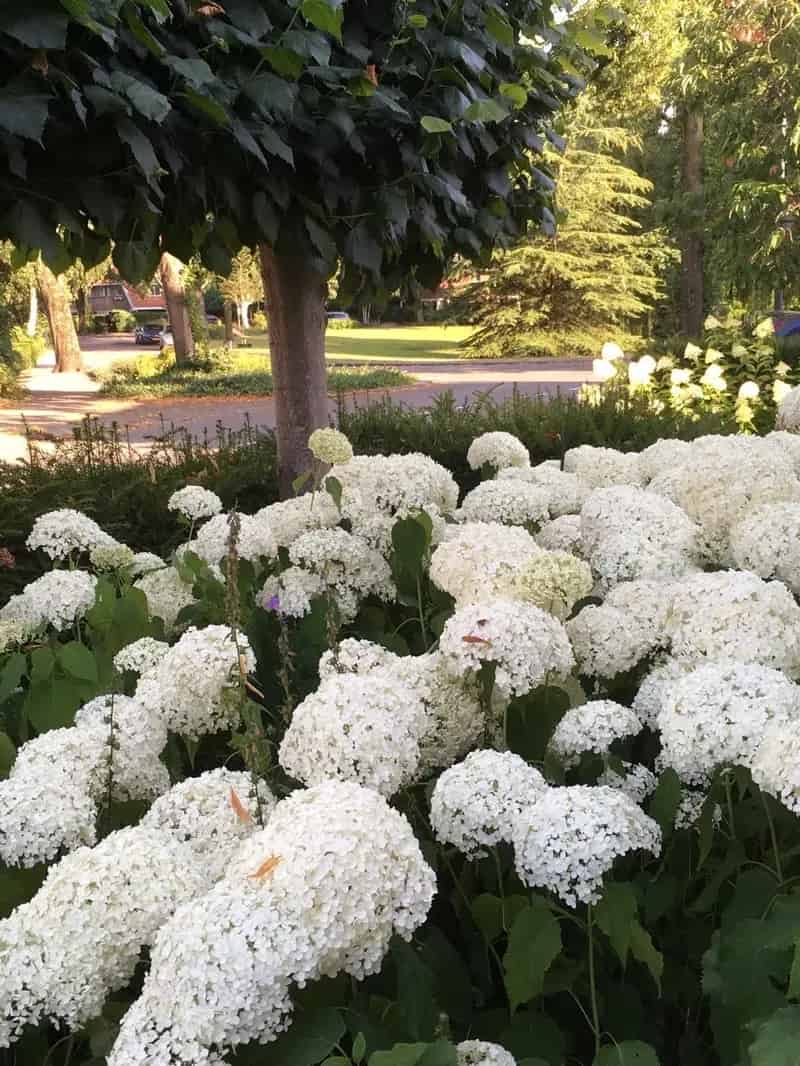 Jaren 30 Huis te koop Driebergen - Royale tuin en Oranjevijver uitzicht