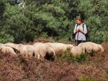 Schaapherder zoekt huis Nijeberkoop Friesland