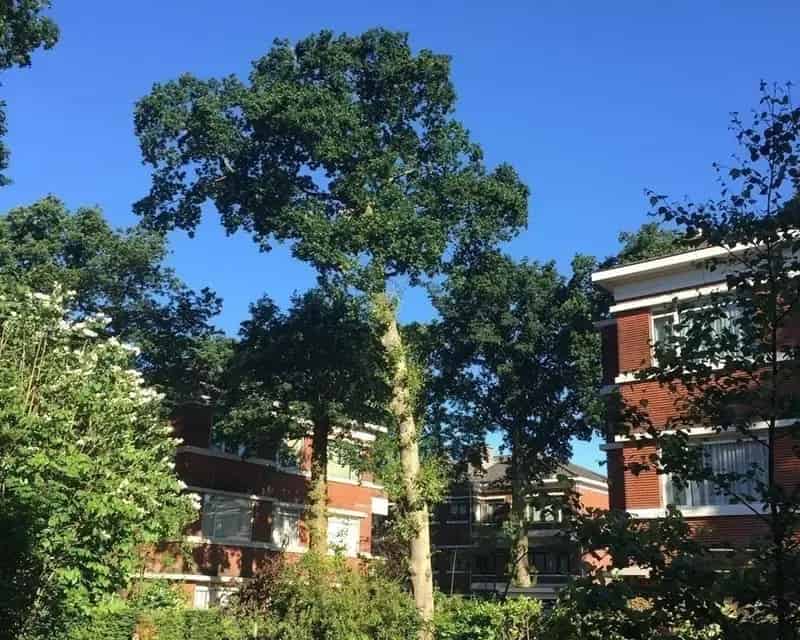 Wonen in Benoordenhout 
