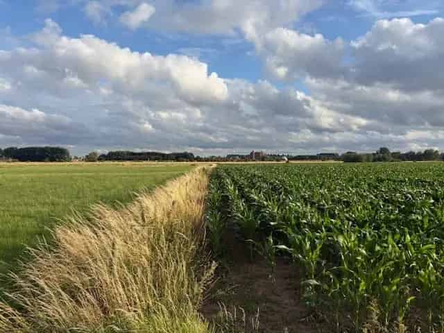 Agrarische Grond Hedel 348 Hectare Te Koop