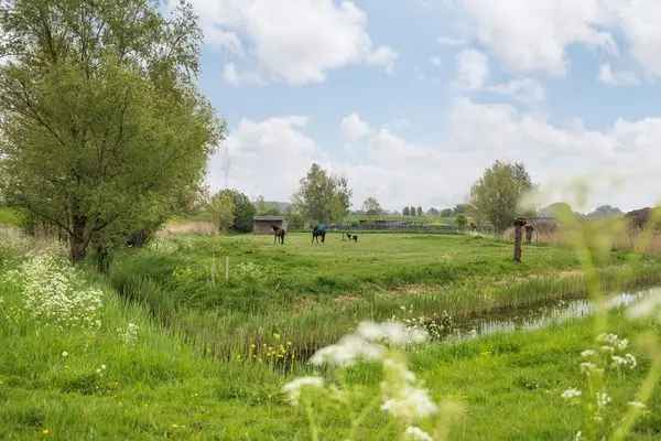 Vrijstaande Dijkwoning Heerjansdam Ruime woning met weilanden en stallen