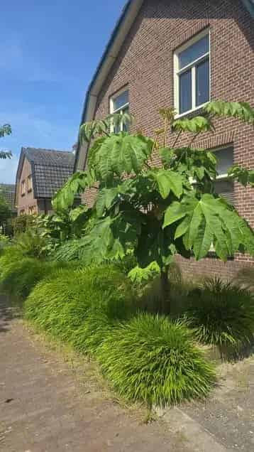 Te huur in Enkweg, Olst met 4 slaapkamer(s)